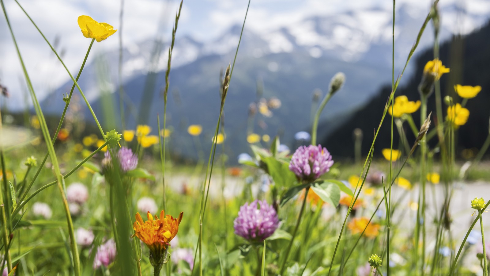 Wetter Experte Verr t So Soll Der Fr hling Werden PromiPlanet